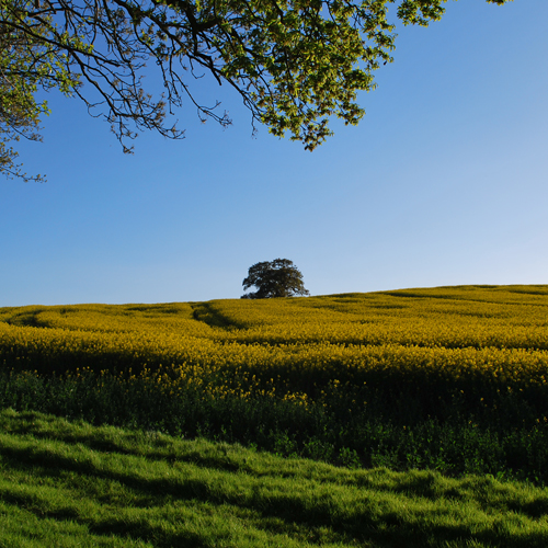 insta oak in yellow field